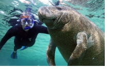 Manatee Tour Package